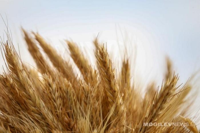 Если Россия и Украина остановят экспорт пшеницы, миру грозит голод – The Guardian