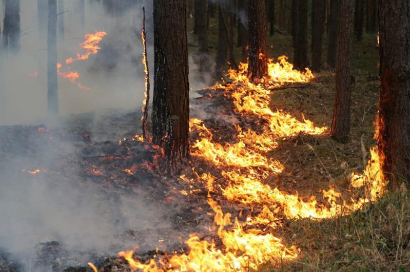 За нарушение требований по обеспечению пожарной безопасности в лесах предусмотрена административная ответственность