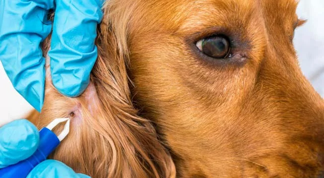 Как защитить собаку от клещей: рекомендации экспертов