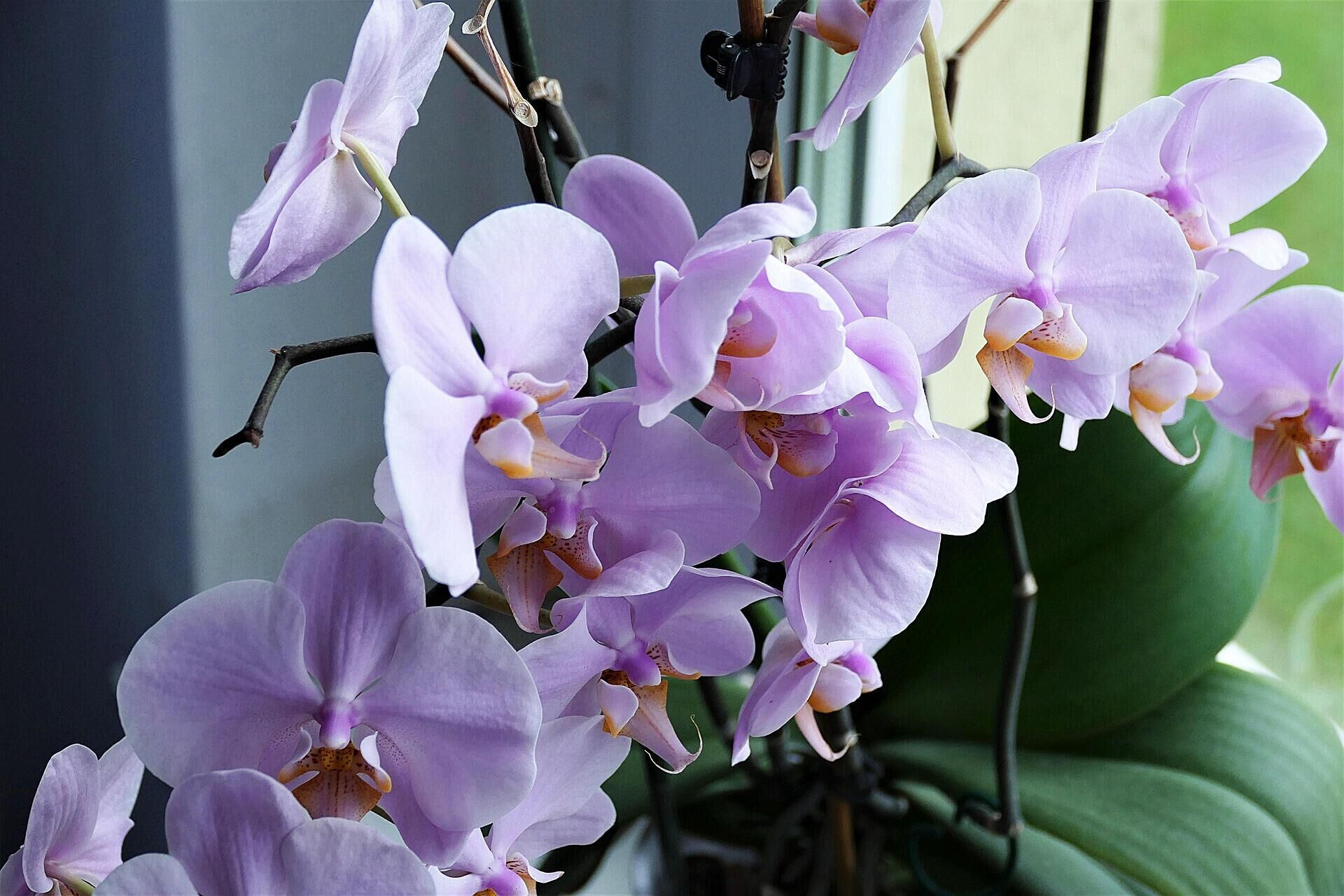 Почему опытные хозяйки больше не держат дома орхидеи: раскрыта коварная особенность растения