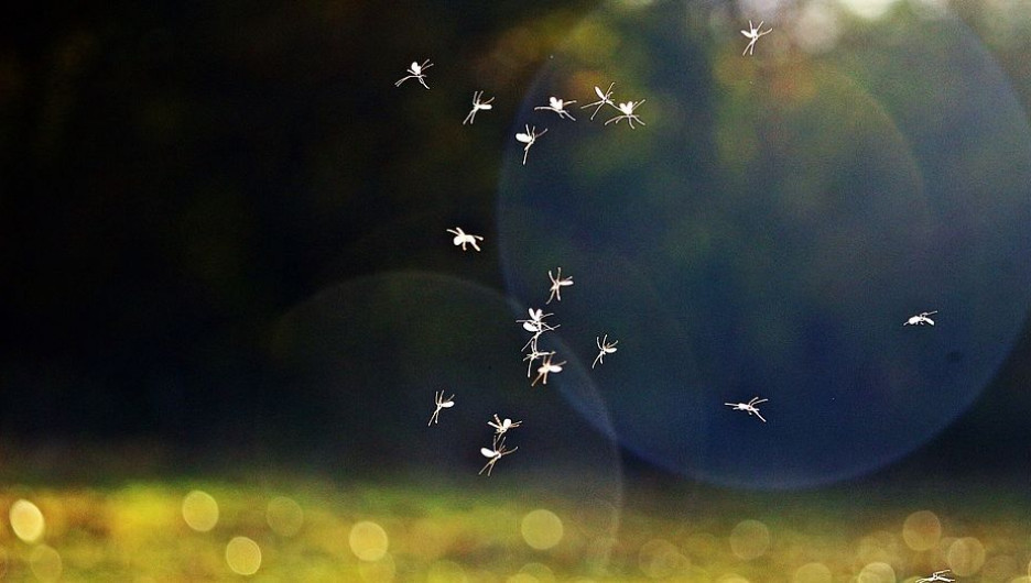 Народные приметы на 26 мая: о чем говорит много комаров