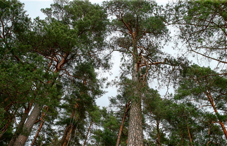 В Хотимском районе введены ограничения на посещение лесов