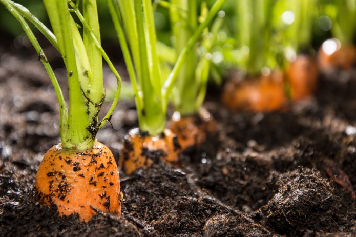 Чем полить морковь, если она плохо растет: способ, который всегда работает