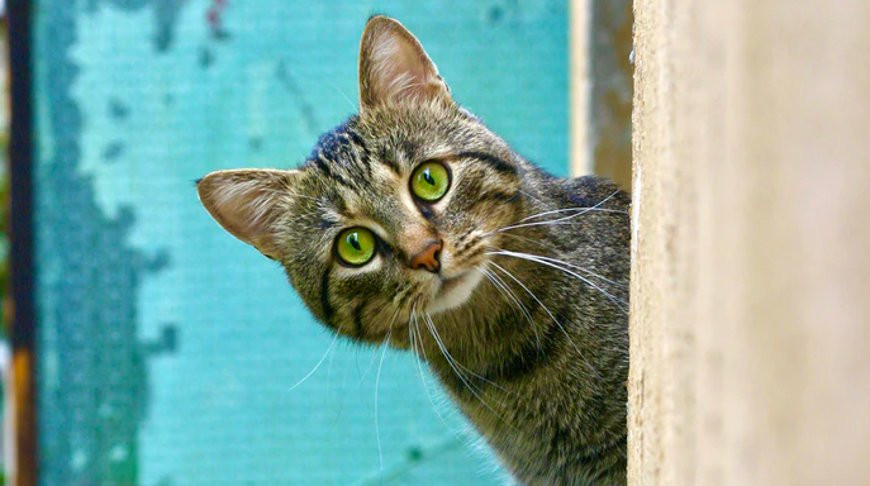 Первый случай заражения человека COVID-19 от кошки зафиксировали в Таиланде