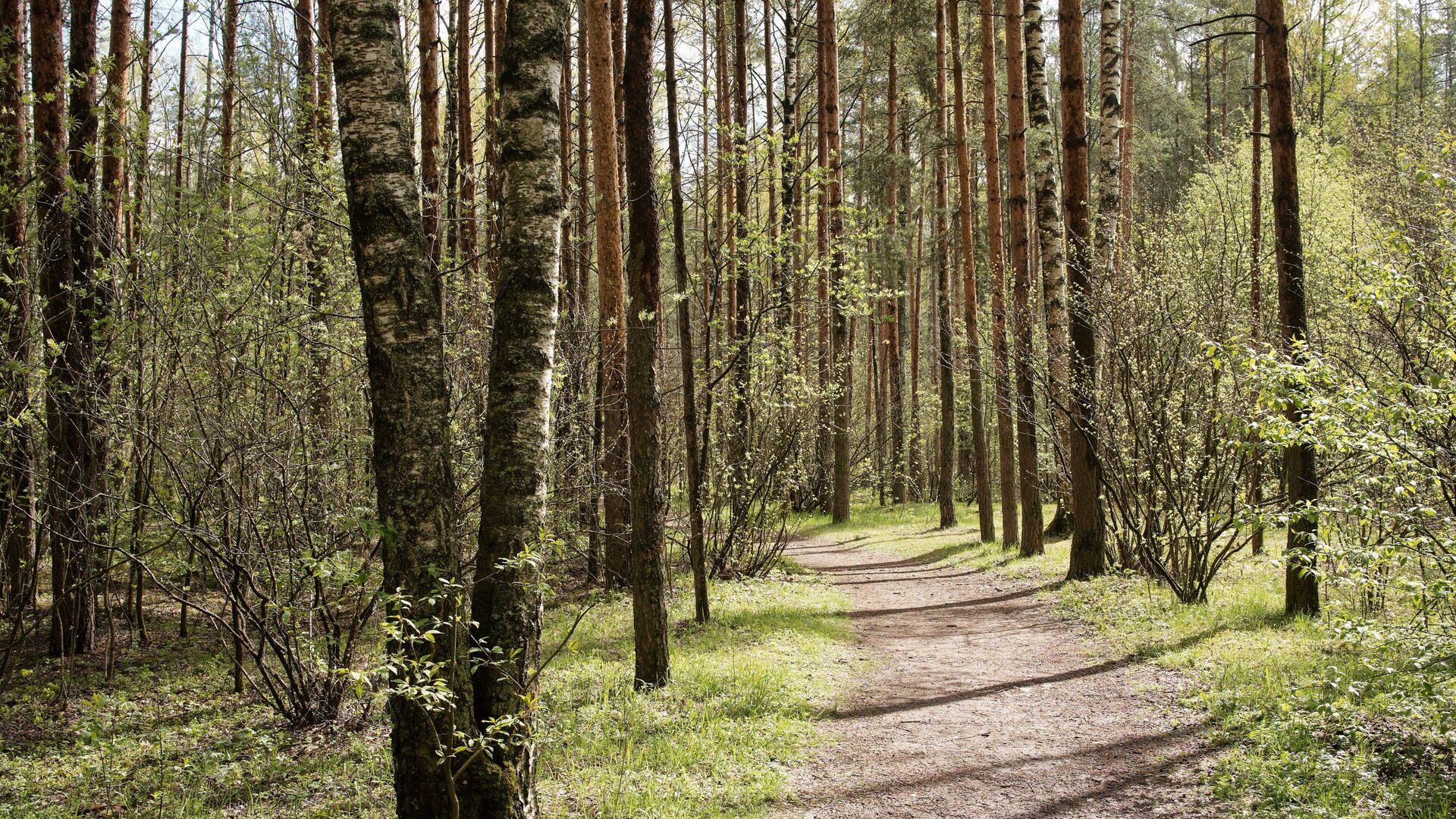 На территории Хотимского района снято ограничение на посещение лесов