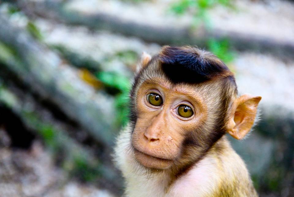 Что мы знаем об оспе обезьян?