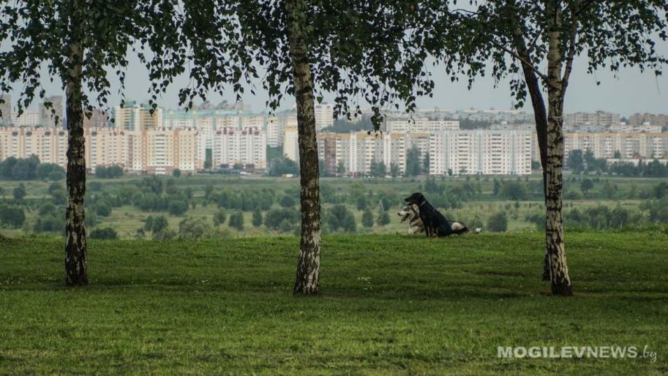 Озеленение городов Могилевской области одно из самых высоких в Беларуси
