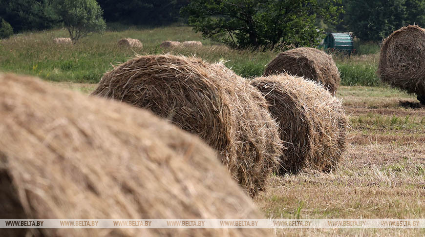 В Беларуси заготовили более 500 тыс. т сена
