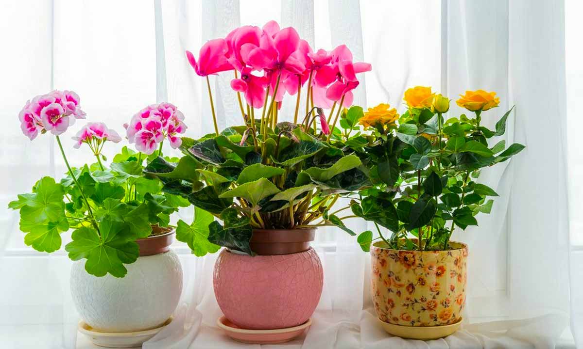 Чем поливать, чтобы комнатные цветы росли как на дрожжах: секреты пышного цветения и сочной зелени