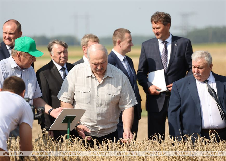 Лукашенко о достижениях в семеноводстве: это дороже золота!