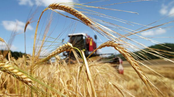 В Беларуси намолотили 8 млн тонн зерна
