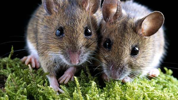 Чем опасны мыши для человека? Комментирует специалист   