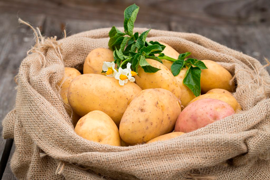 Что будет с организмом, если есть картофель каждый день: ответ медиков