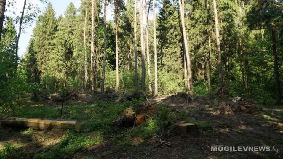 Запреты и ограничения на посещение лесов действуют в 70 районах Беларуси