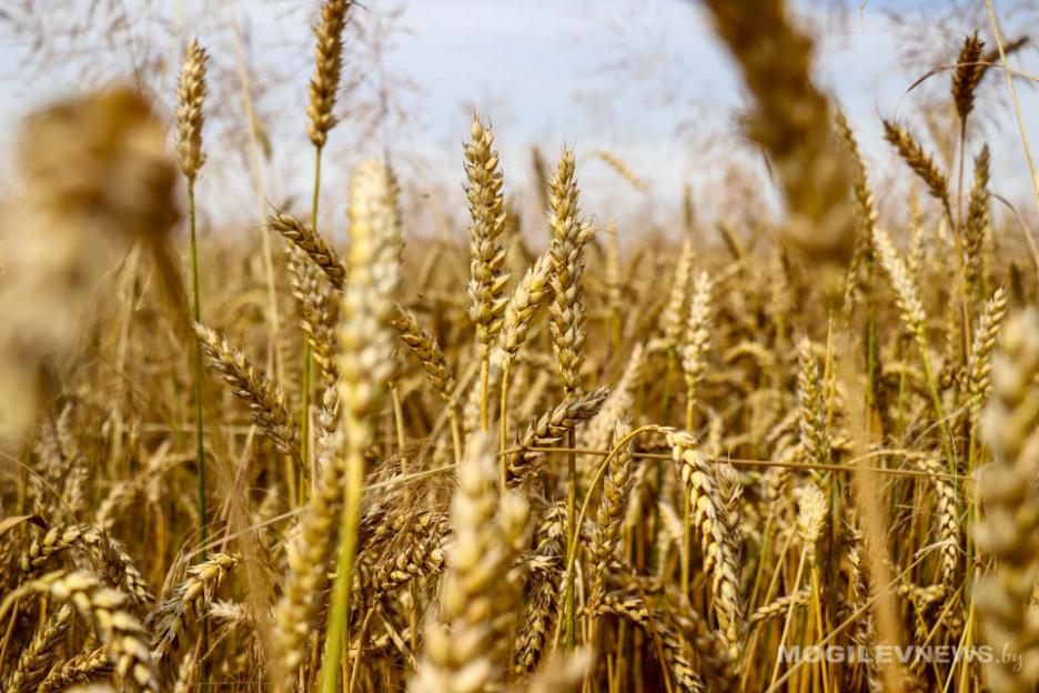 Общий вес хлебного каравая Могилевской области достиг миллиона тонн