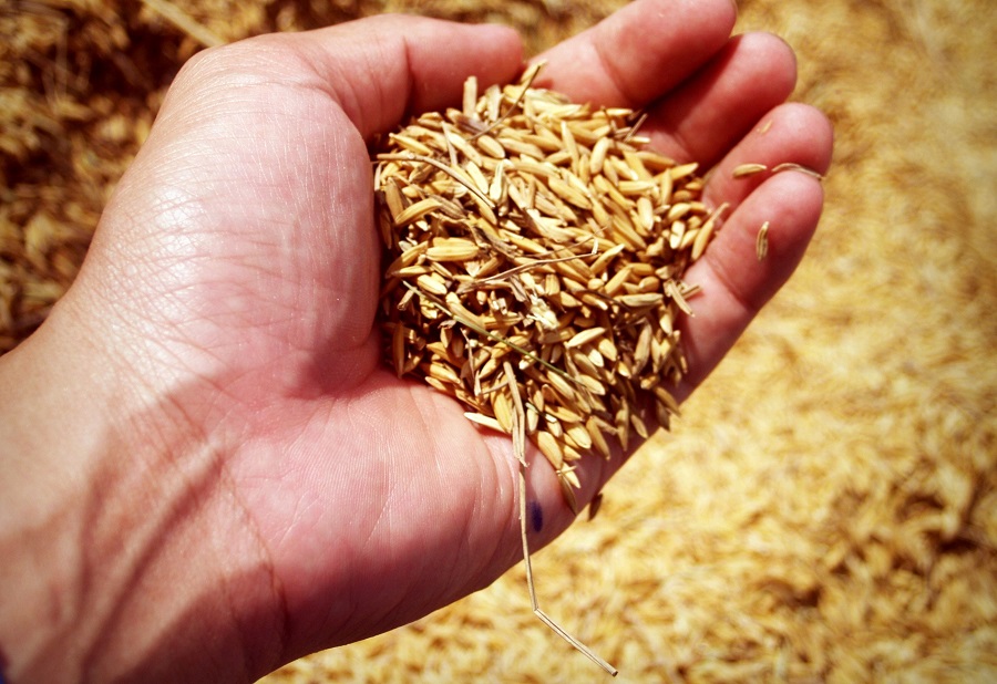 В Быховском районе работник хозяйства похитил более тонны зерна пшеницы