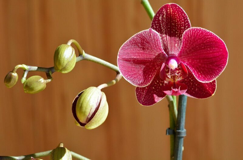 5 частых ошибок, которые вы делаете со своей орхидеей: почему орхидеи у вас так часто и быстро гибнут