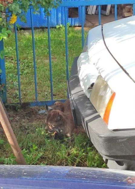Рысь напала на людей в Могилевском районе