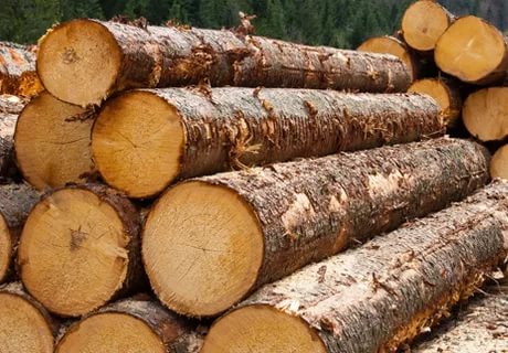В Беларуси древесину начнут продавать по новым правилам. Узнали подробности