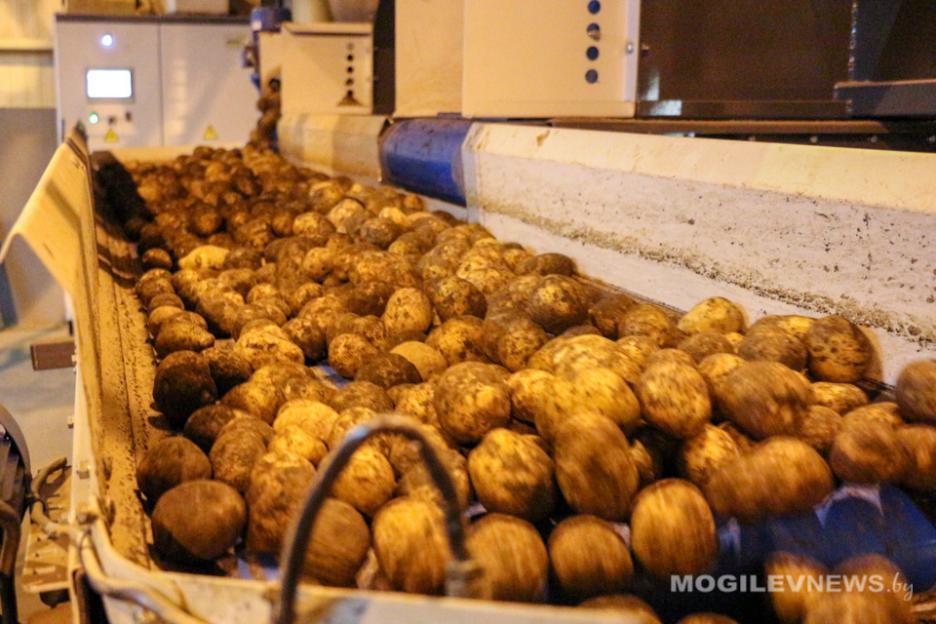 В Могилевской области урожайность картофеля почти в 1,5 раза выше прошлогодней