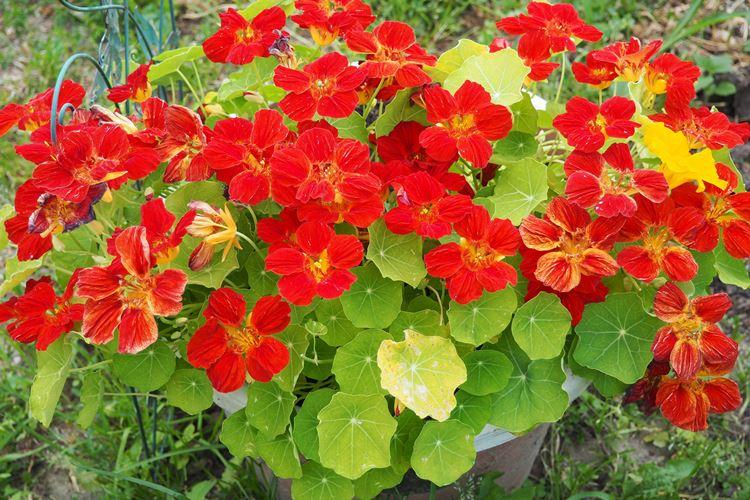Не только красивые, но и вкусные: 3 съедобных цветка для вашего сада
