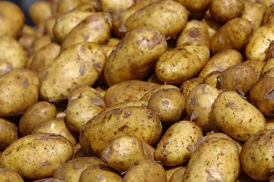 В Беларуси убрали картофель почти на 44% площадей
