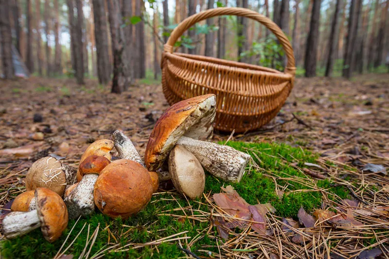 Три случая отравления грибами зарегистрировано в Могилевской области с начала года