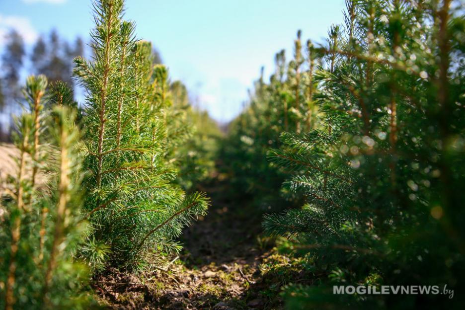 В Могилевской области высадят около 640 га лесов