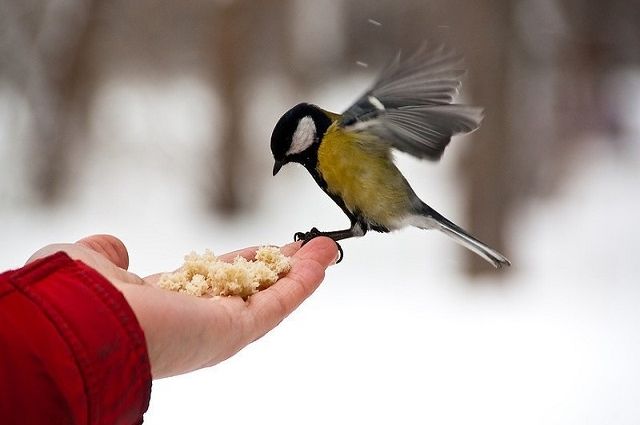 Помогаем перезимовать. Чем и когда стоит кормить птиц зимой?
