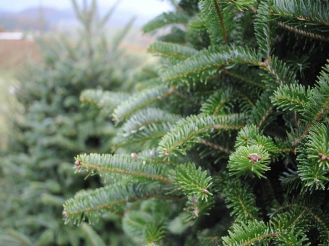 Лесхозы Могилевской области планируют реализовать почти 17 тыс. новогодних деревьев