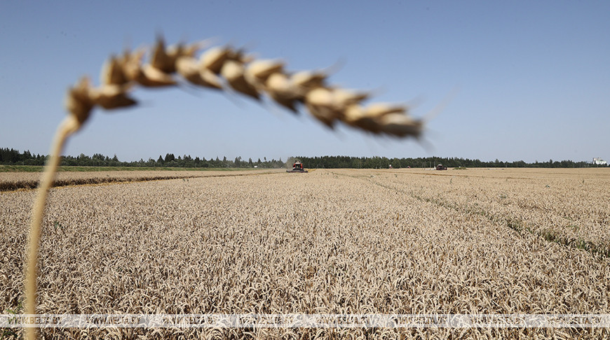 Лукашенко подписал указ о страховании урожая на 2023 год