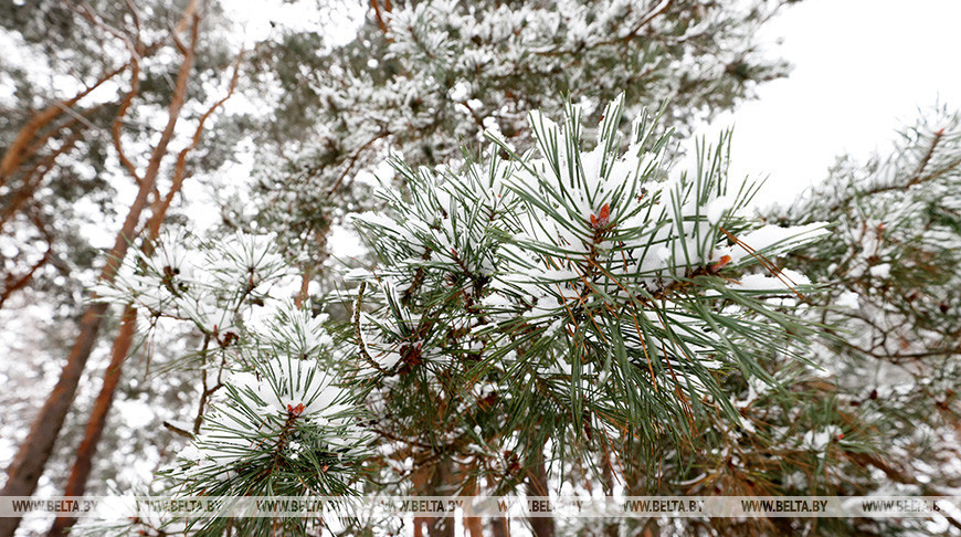 Сильный ветер, мокрый снег и до +6°С ожидается в Беларуси 29 декабря