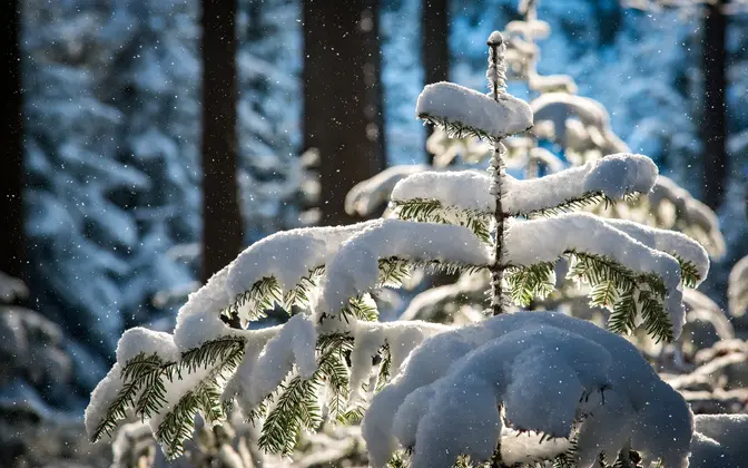 Снег, гололед и до +3°С ожидается в Беларуси 28 декабря