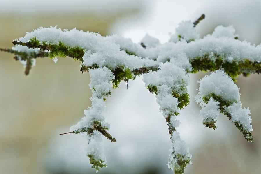 «Температурные качели» от -12°С ночью до +6°С днем ожидаются до конца текущей недели в Могилевской области
