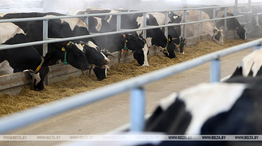 В Осиповичском районе заведующая МТК скрыла падеж скота