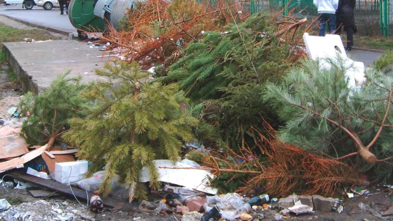 До 37 тысяч рублей может составить штраф за выброшенную елку в неположенном месте