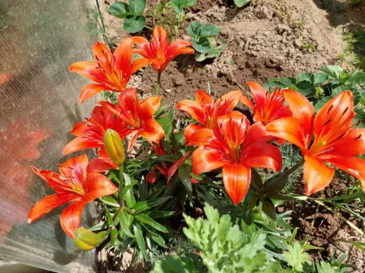 Какие цветы будут расти на любой земле: отличная рекомендация для участков с бедной почвой