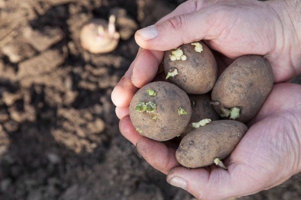 Когда сажать картофель: лучшие дни весны 2023 года