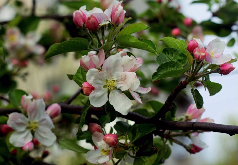 Чем подкормить яблони после цветения: урожай будет в разы больше
