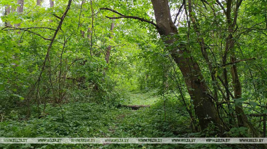 Посещение лесов ограничено в шести районах Беларуси