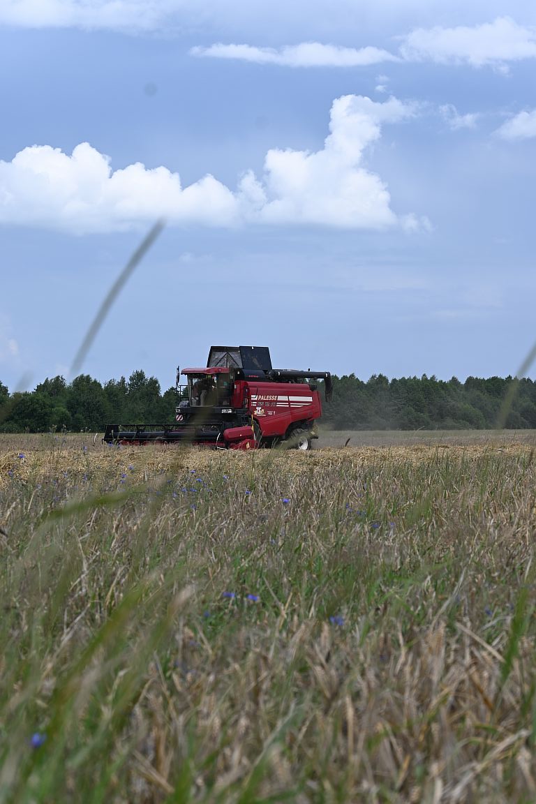 Зерновые и зернобобовые в Беларуси убраны более чем с 22% площадей
