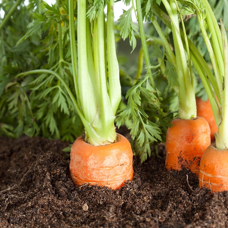 Прекратите поливать морковь в этот момент, иначе овощи будут невкусными: совет для дачников
