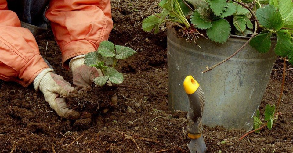 Как подготовить почву для осенней посадки клубники: тонкости выбора места