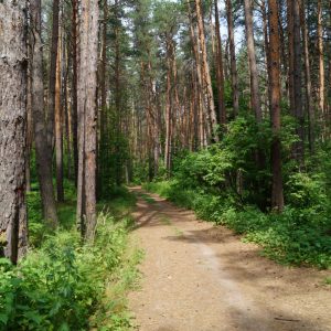 Посещение лесов ограничено во всех районах Могилевской области
