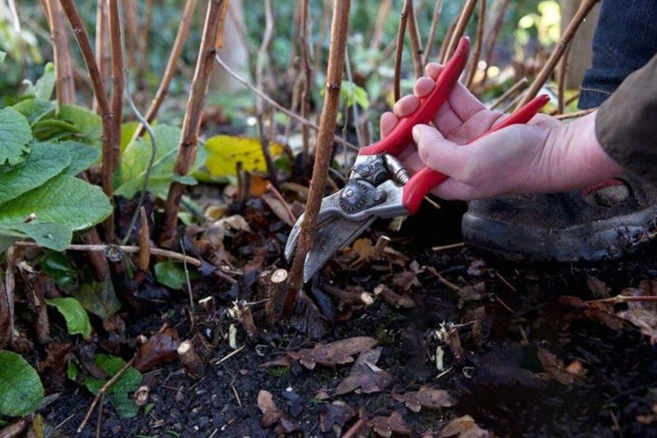 Как правильно обрезать малину осенью: ошибка 90 % огородников