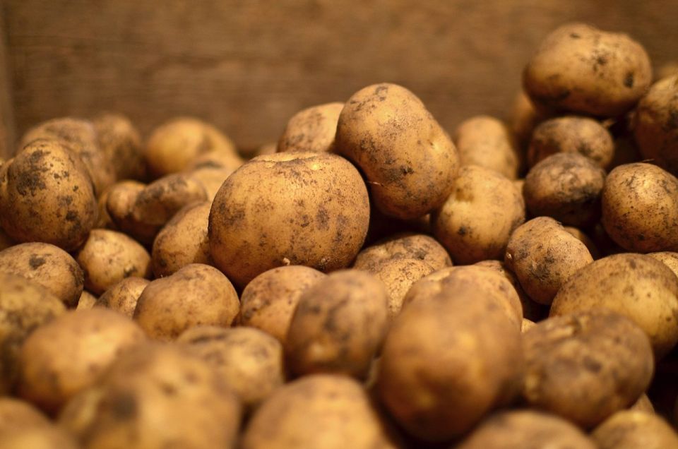 107,1 тысячи тонн картофеля уже собрано в Могилевской области