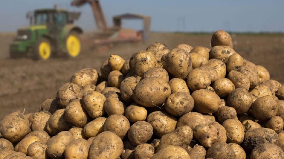 В Беларуси накопано более 788 тыс. тонн картофеля