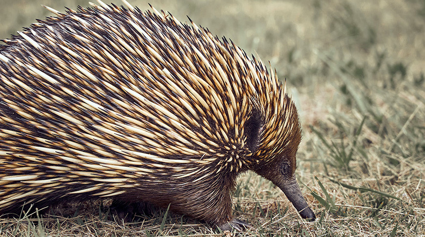В отдаленных горах Индонезии обнаружили вид млекопитающих, который считался вымершим