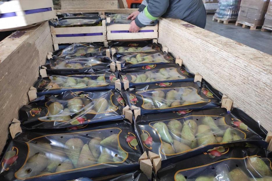Могилевскими таможенниками выявлен факт незаконной транспортировки 11 тонн груш