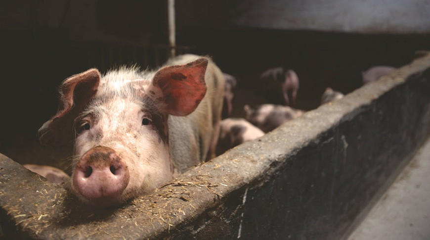 Вспышка африканской чумы свиней зарегистрирована на востоке Румынии